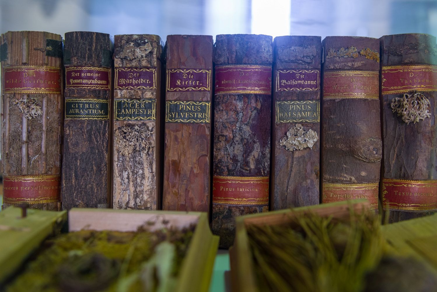 Holzbibiliothek (c) Marcel Tschamke