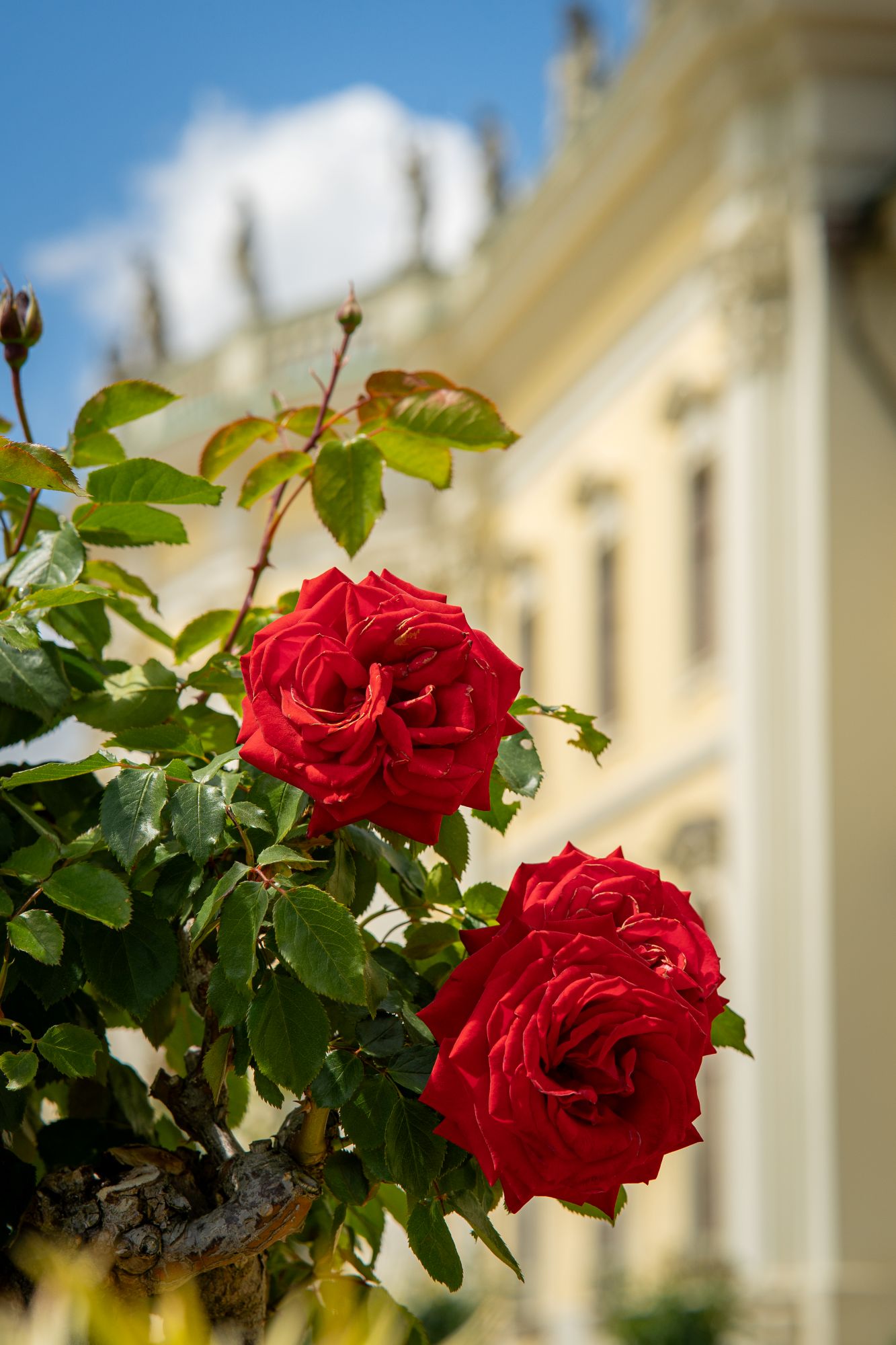 Blühendes Barock Ludwigsburg, Rosen im Südgarten (c) Blühendes Barock Ludwigburg GmbH