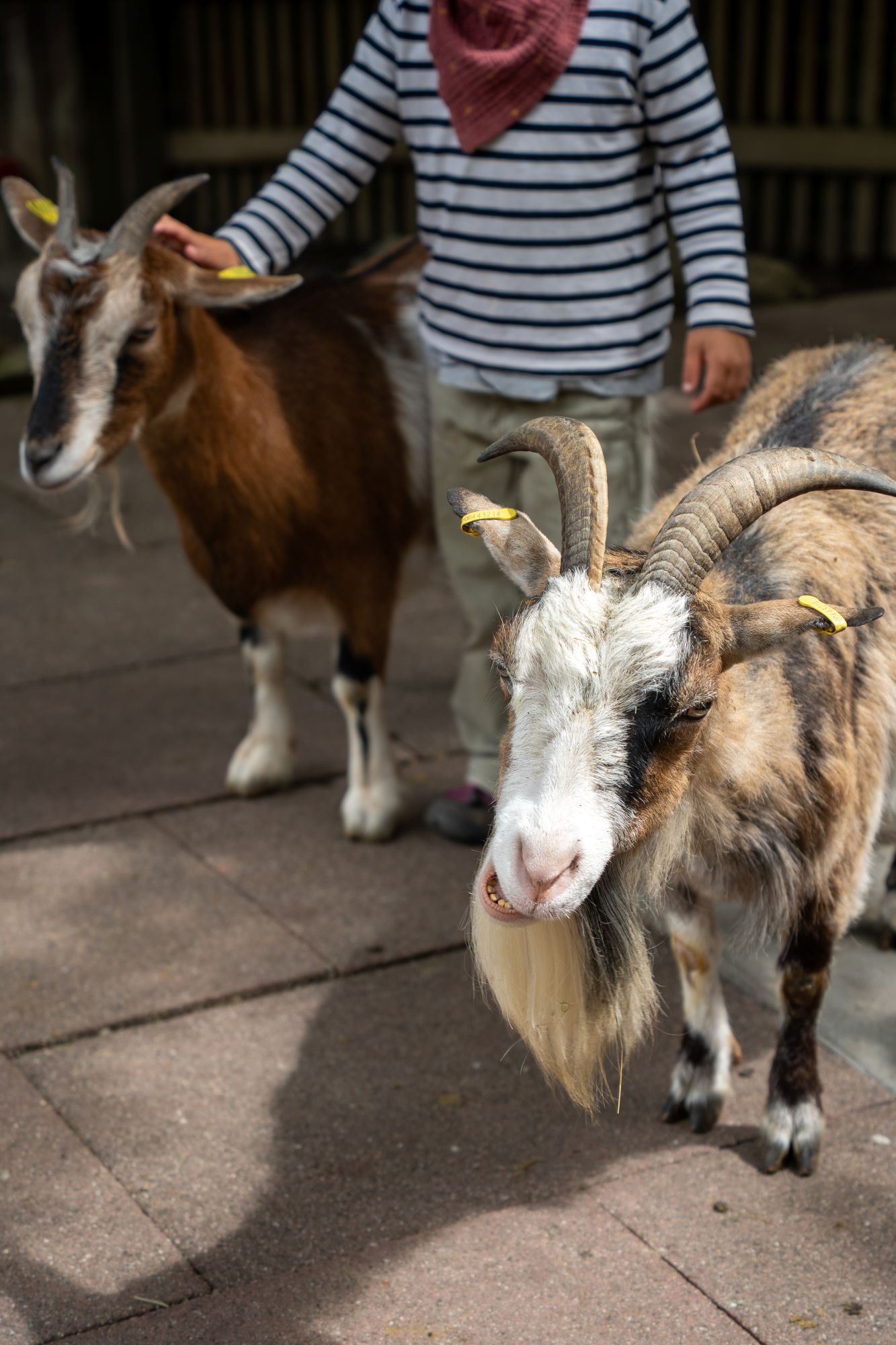 Blühendes Barock Ludwigsburg, Ziegen im Märchengarten (c) Blühendes Barock Ludwigburg GmbH