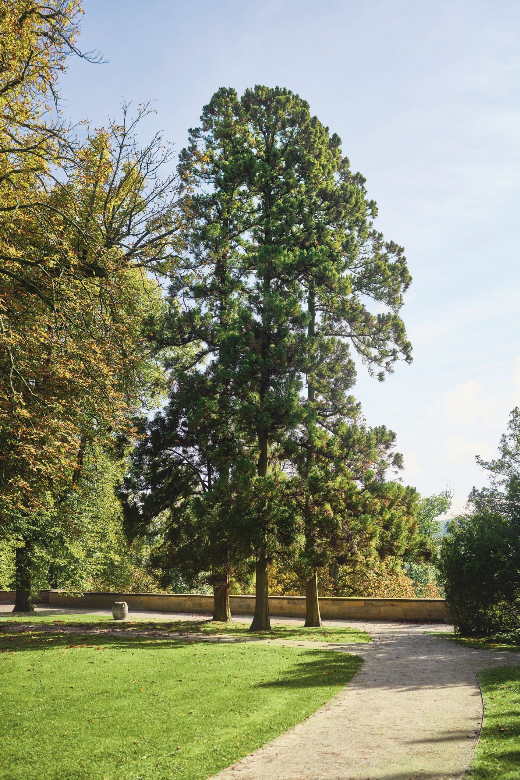 Hügel-Park, Baumbestand (c) Krupp-Stiftung, Foto Peter Gwiazda