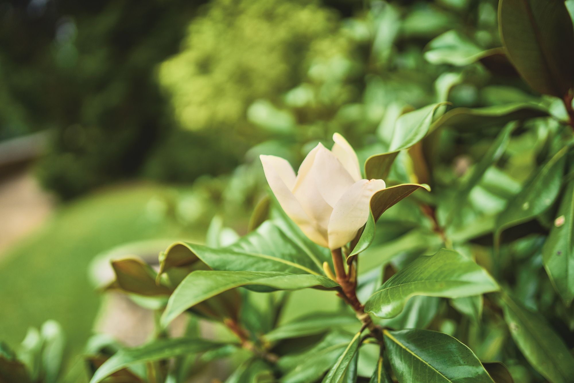 Hügel-Park 5 (c) Krupp-Stiftung, Foto Peter Gwiazda (13)_klein