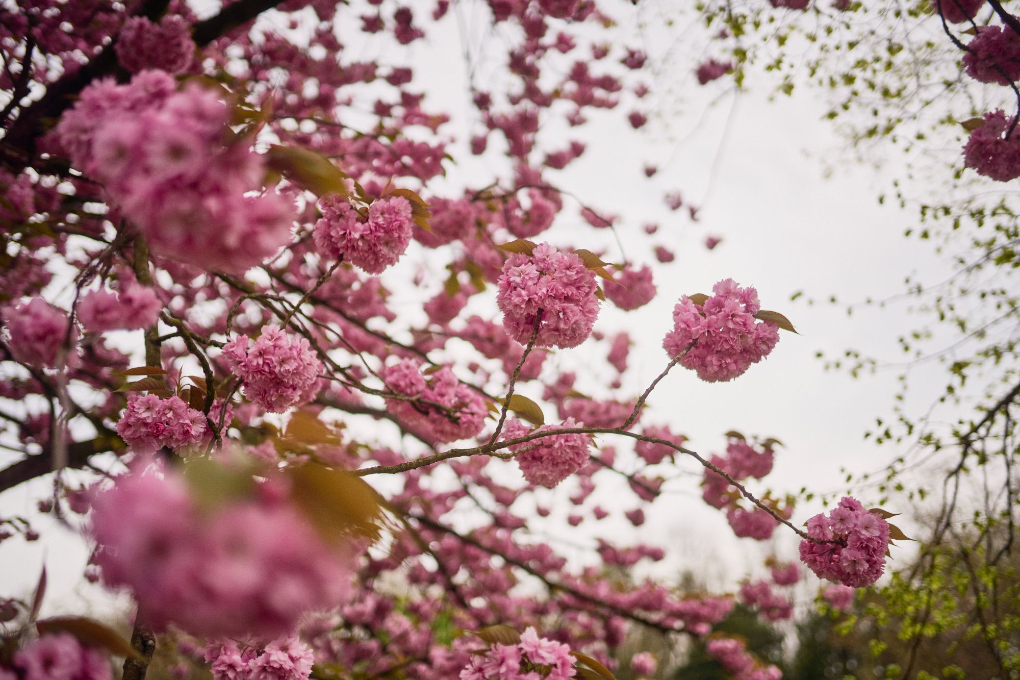 Hügel-Park (c) Krupp-Stiftung, Foto Peter Gwiazda