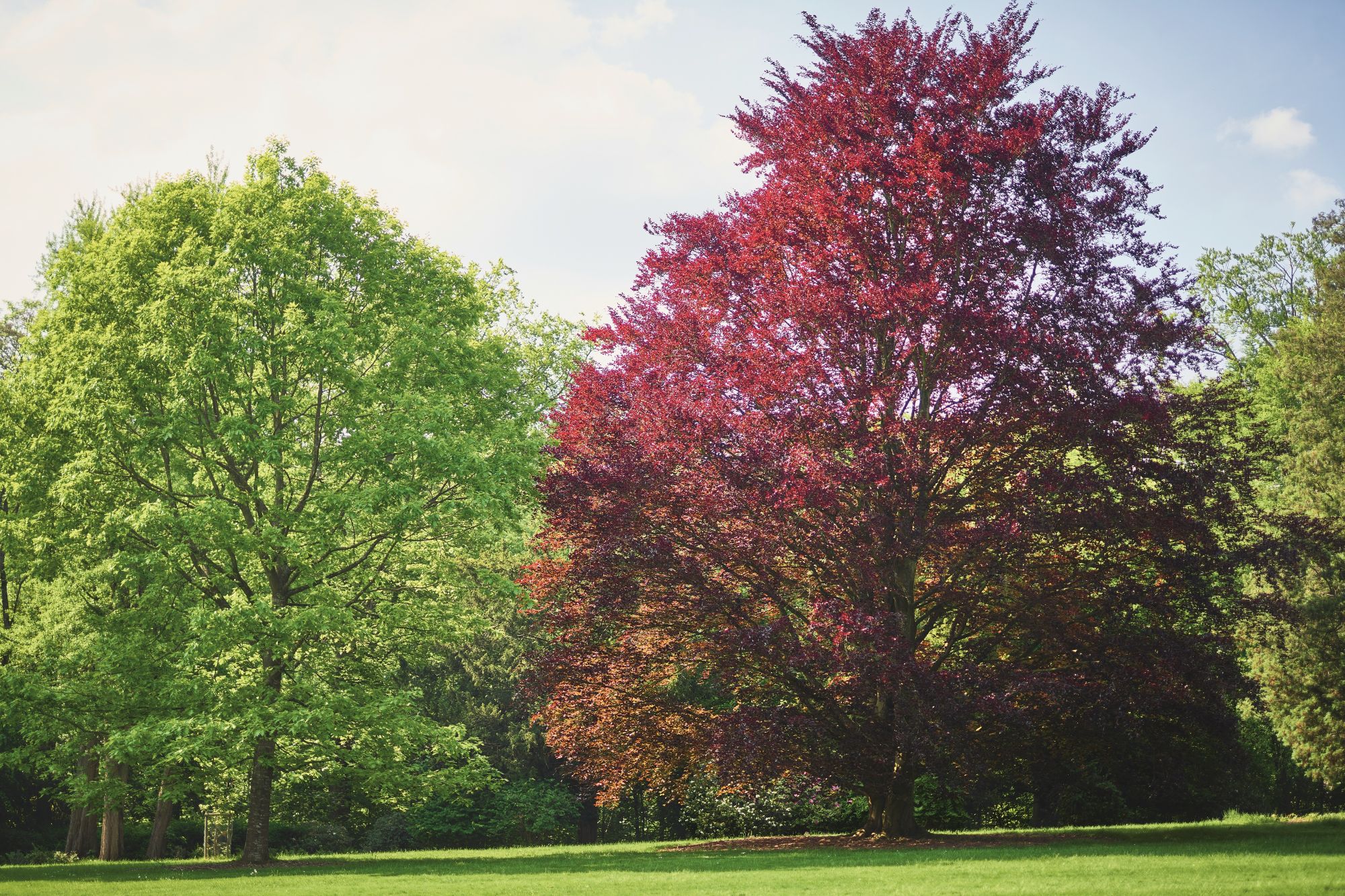 Hügel-Park, Baumbestand (c) Krupp-Stiftung, Foto Peter Gwiazda
