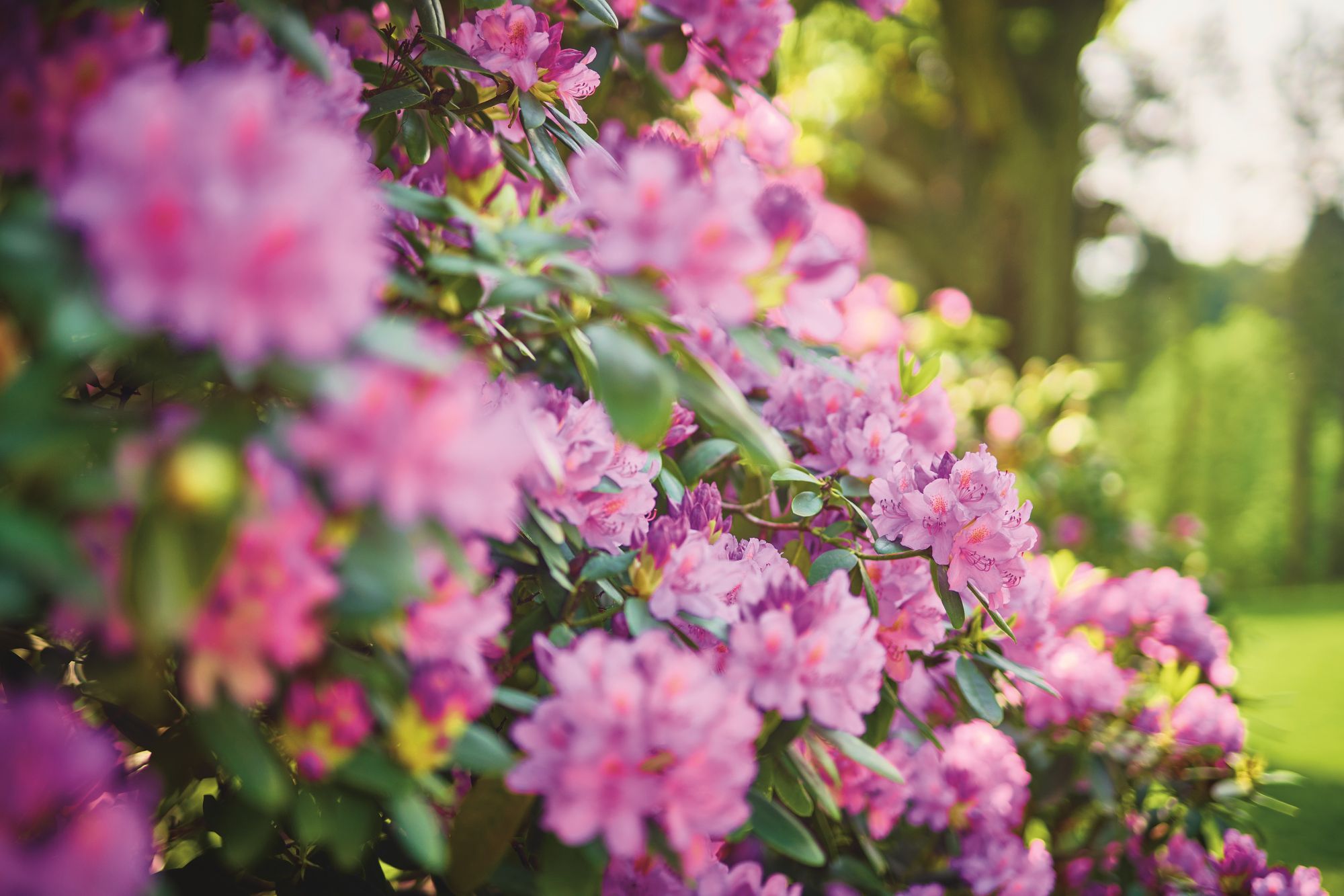 Hügel-Park, rosafarben blühender Rhododenron (c) Krupp-Stiftung, Foto Peter Gwiazda