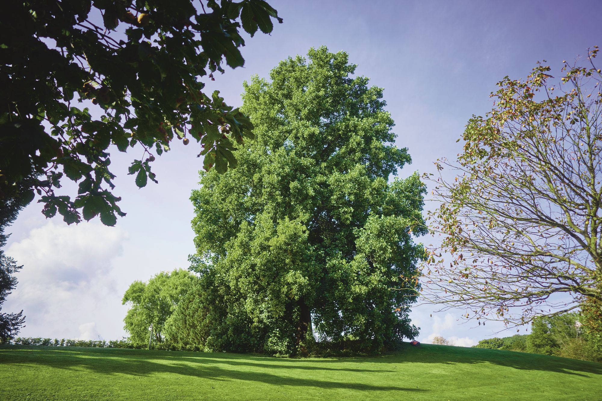 Hügel-Park, Baumbestand 1 (c) Krupp-Stiftung, Foto Peter Gwiazda